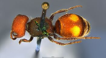 Media type: image;   Entomology 13736 Aspect: habitus dorsal view
